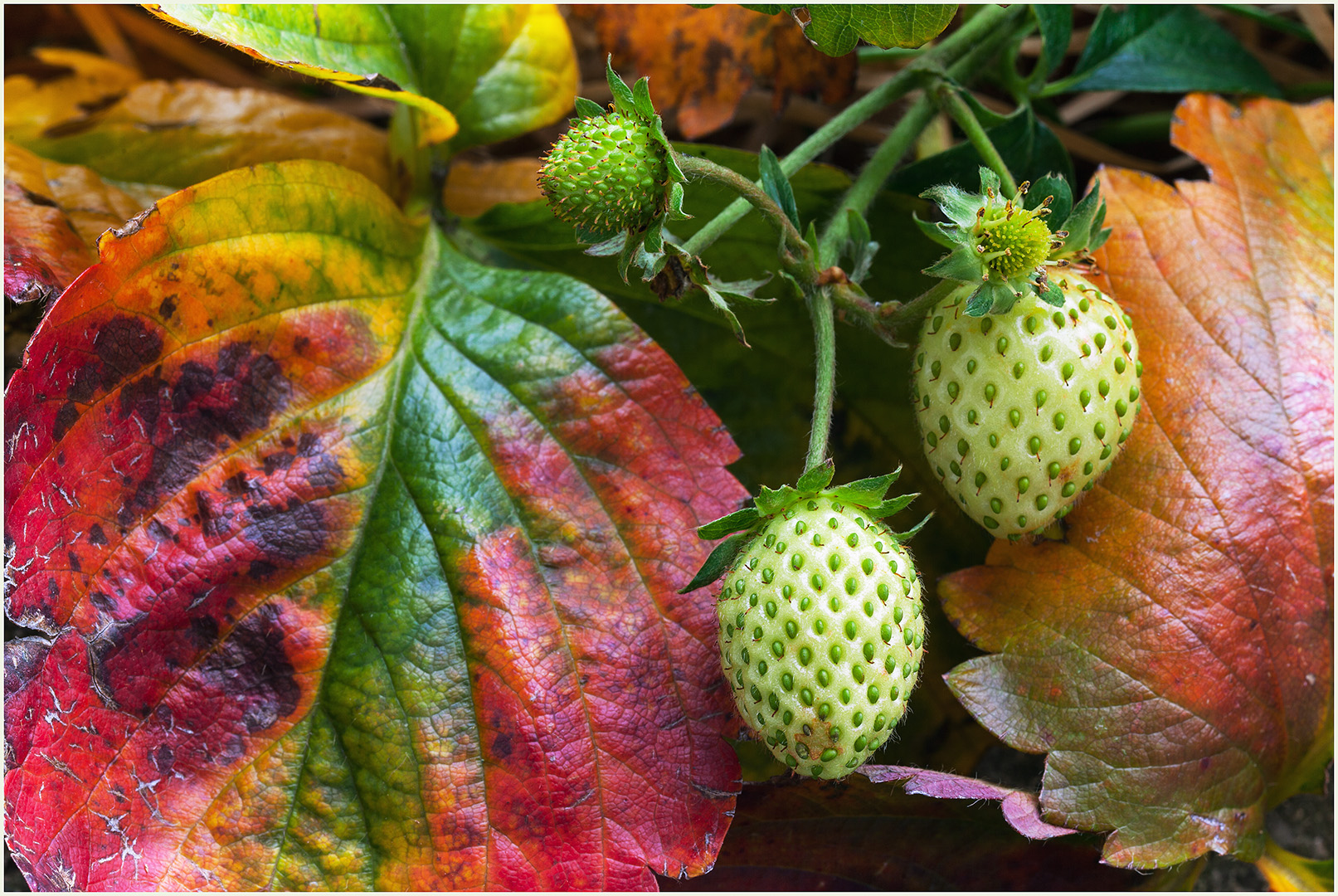 Erdbeeren