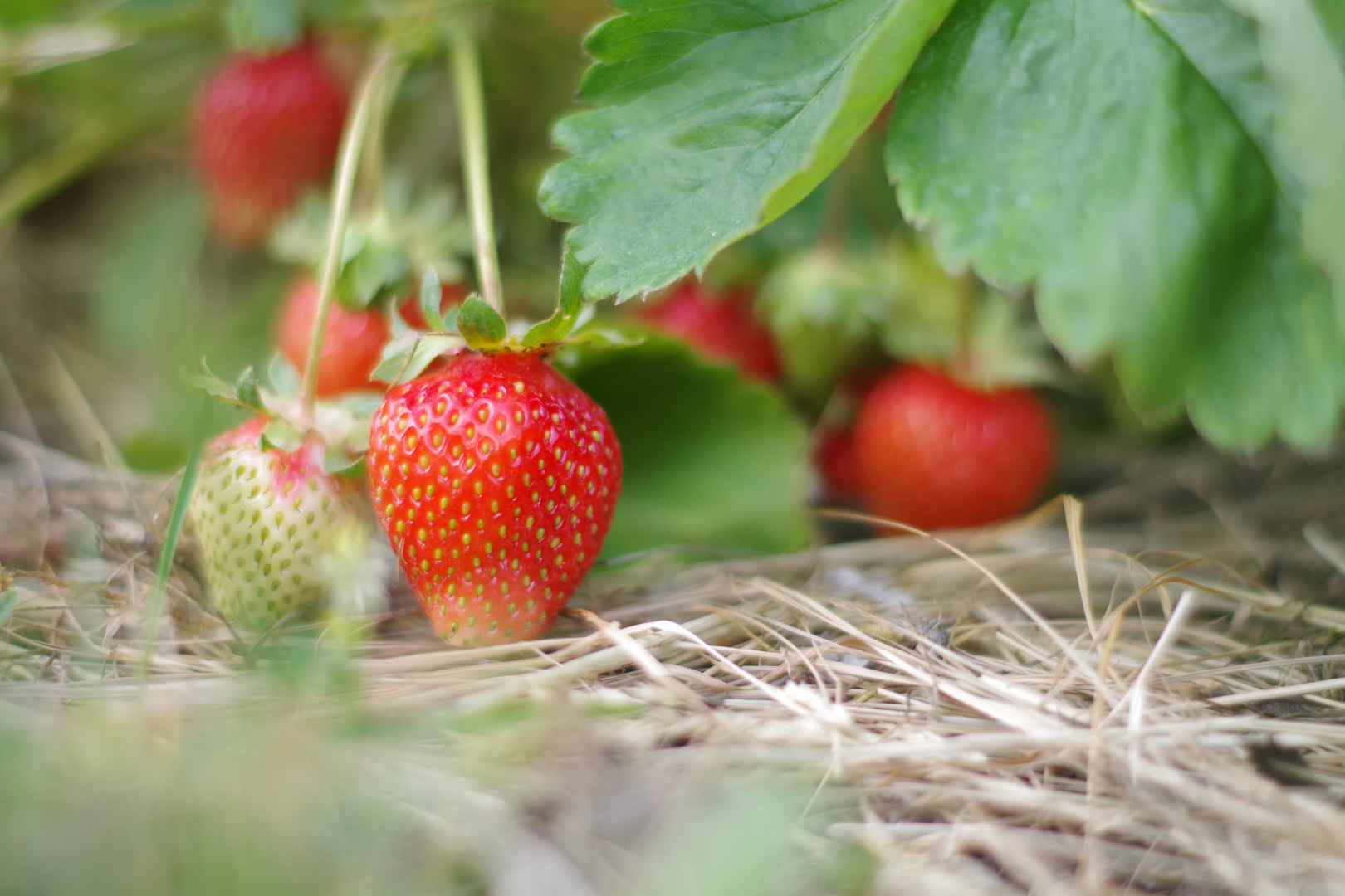 Erdbeeren