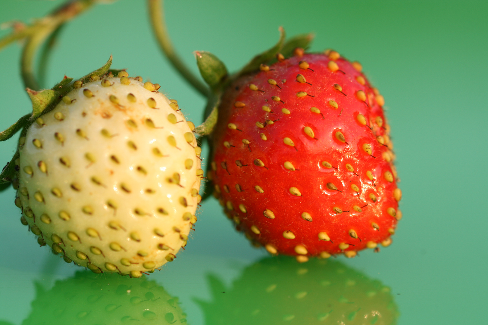 Erdbeeren 2 (Makro)