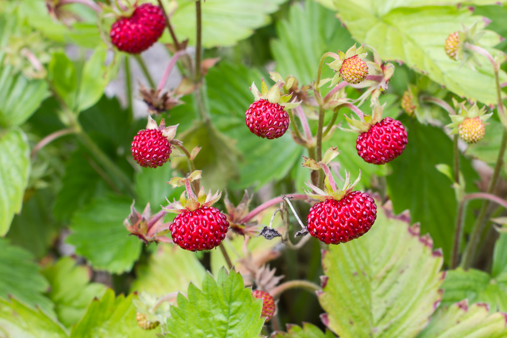 Erdbeeren