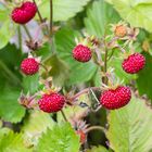 Erdbeeren