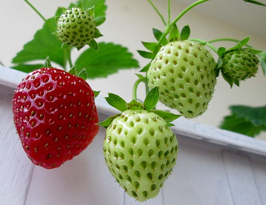 Erdbeeren