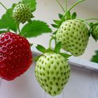 Erdbeeren