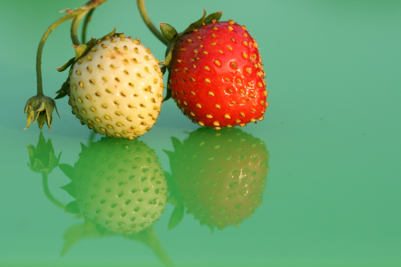 Erdbeeren 3 (Makro)