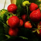 Erdbeeren