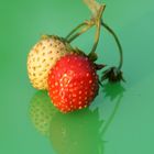 Erdbeeren 5 (Makro)