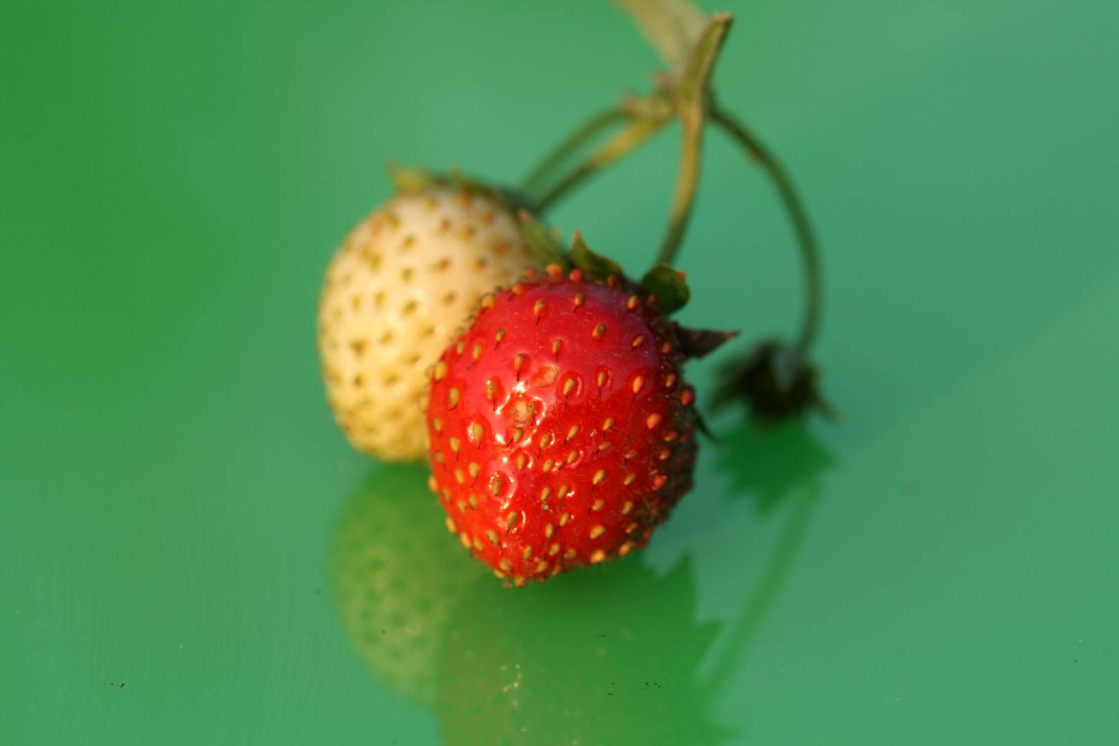 Erdbeeren 6 (Makro)