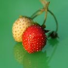 Erdbeeren 6 (Makro)