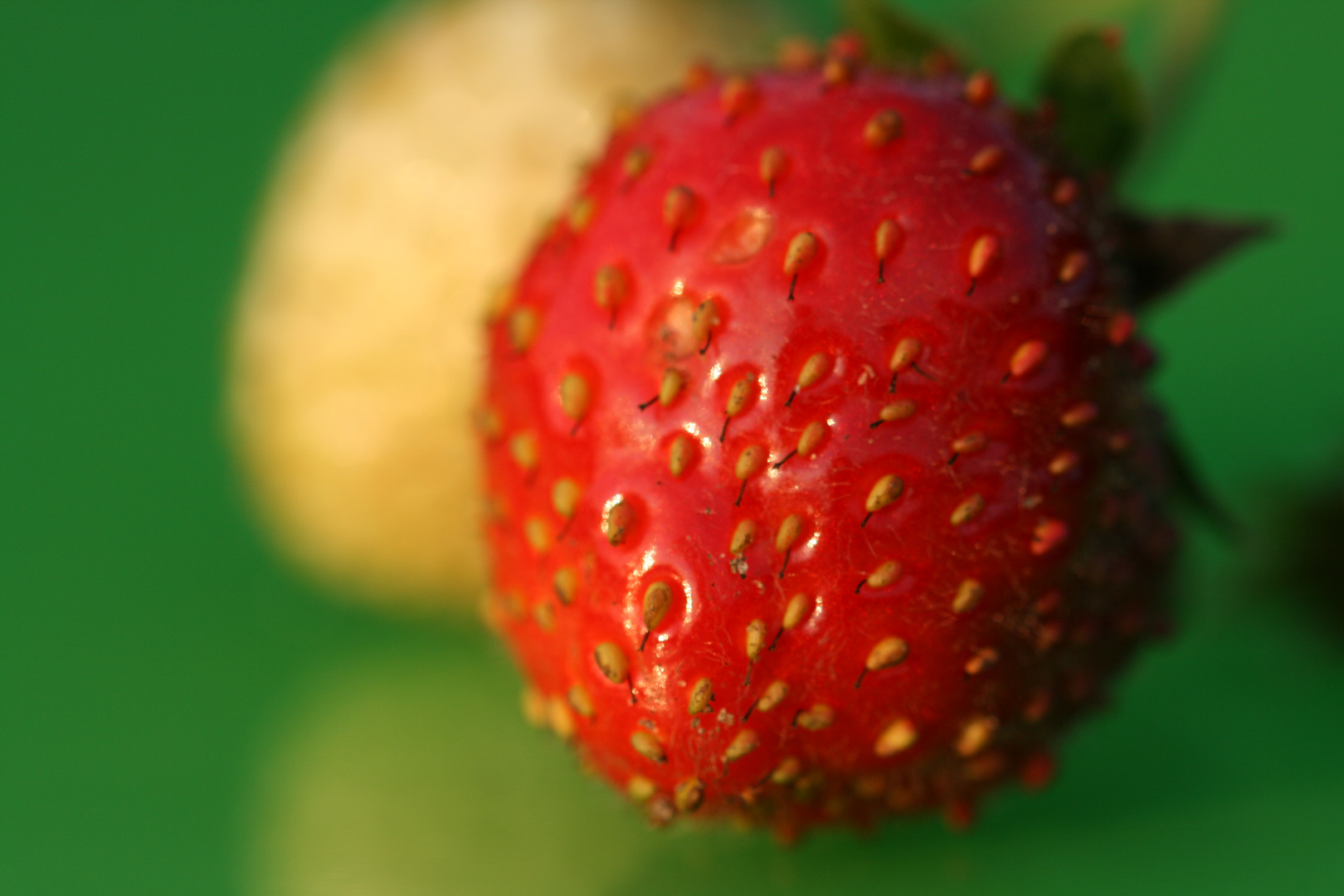 Erdbeeren 7 (Makro)