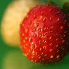 Erdbeeren 7 (Makro)