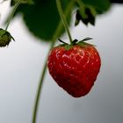 Erdbeeren