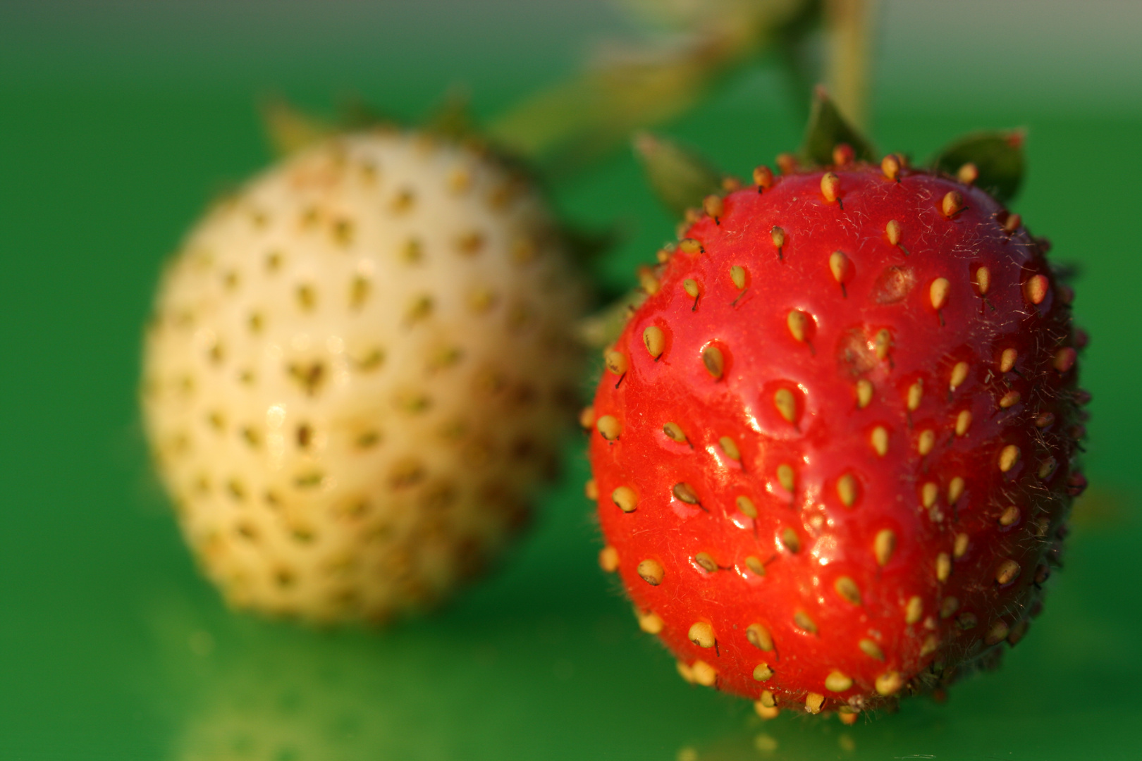 Erdbeeren 8 (Makro)