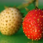 Erdbeeren 8 (Makro)