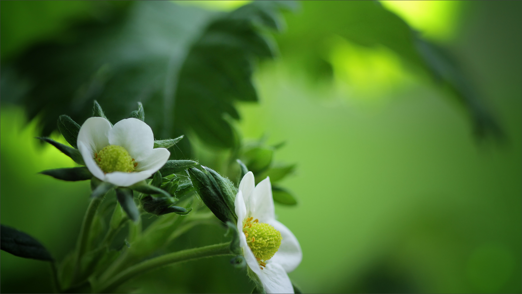 Erdbeeren