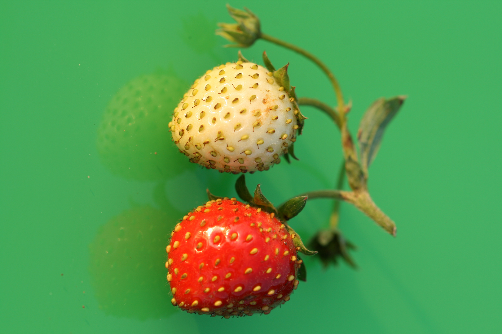 Erdbeeren 9 (Makro)