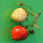 Erdbeeren 9 (Makro)