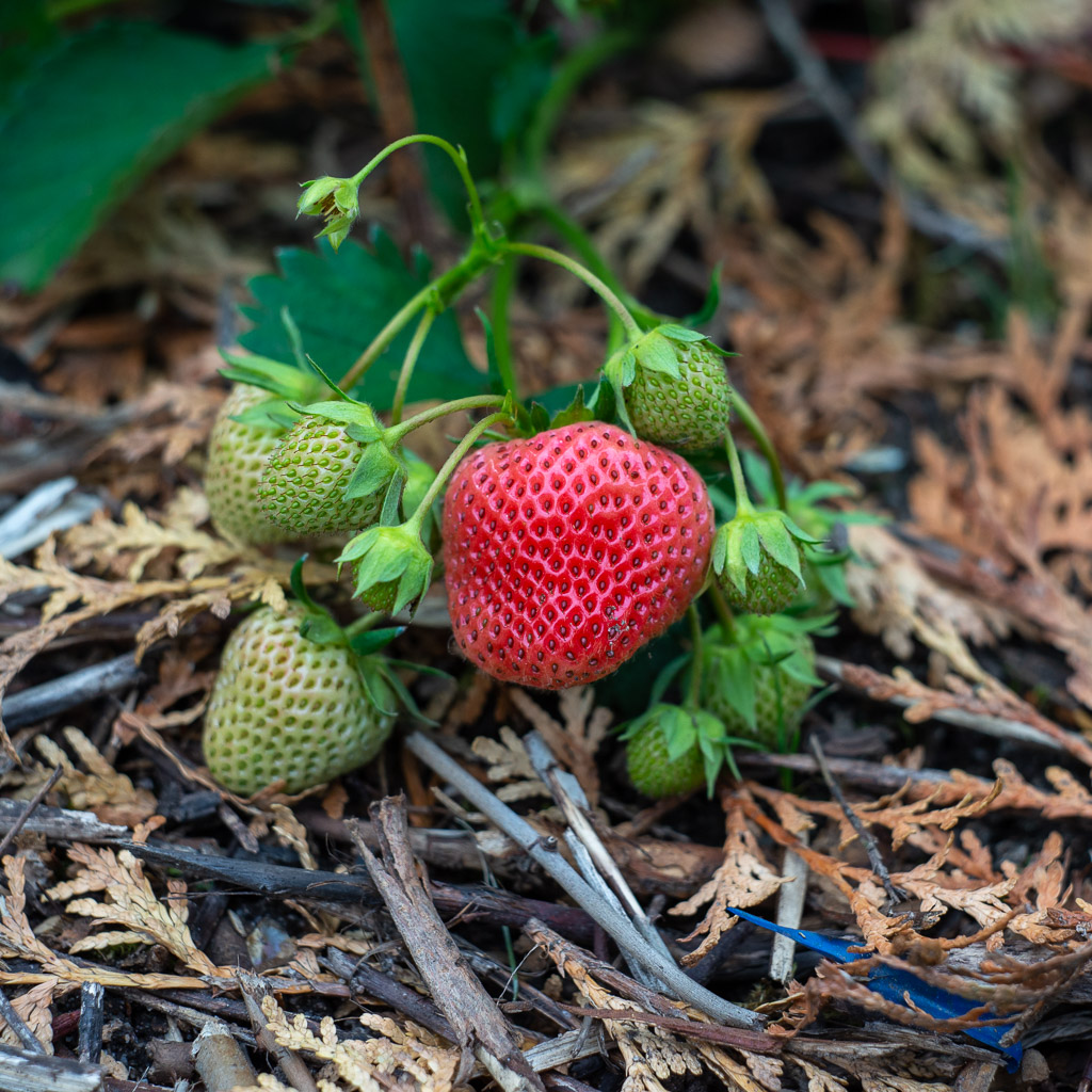 Erdbeeren