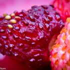 Erdbeeren