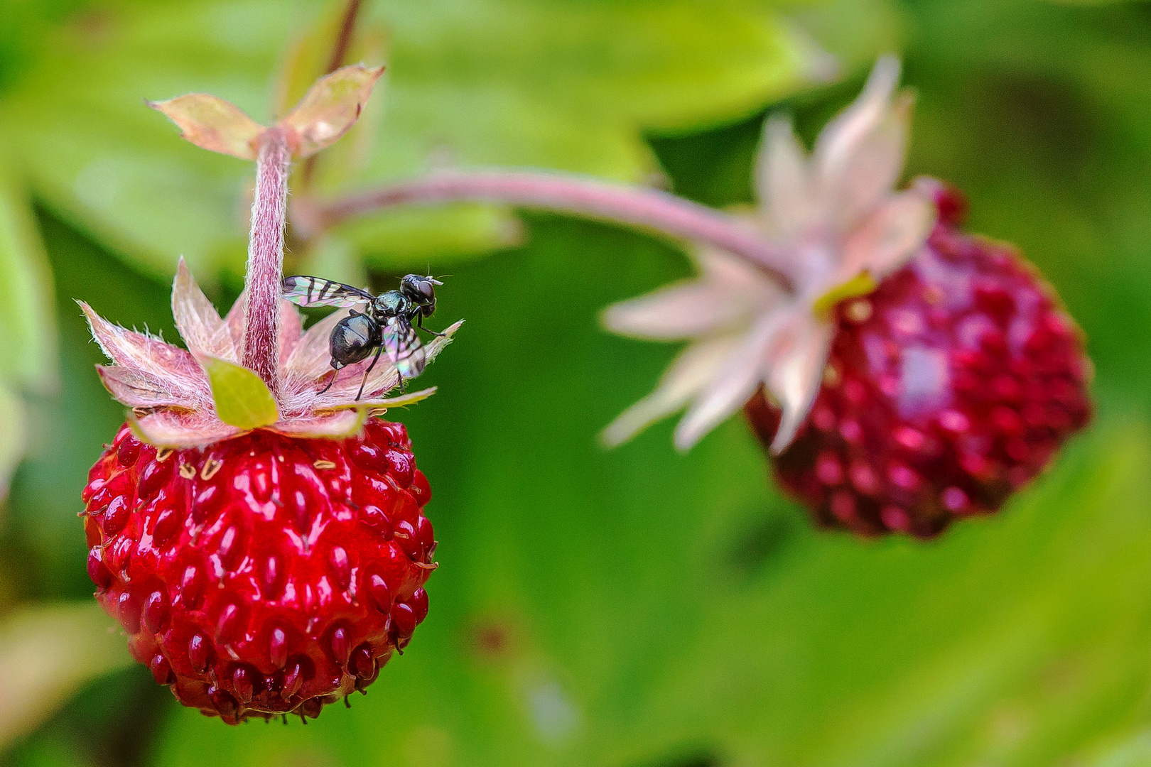 Erdbeeren