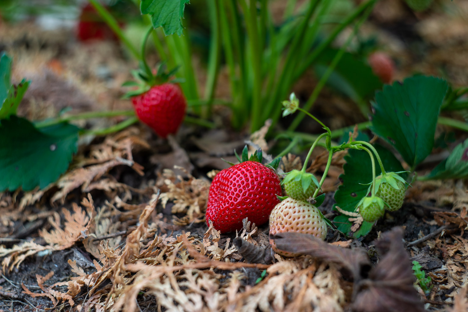 Erdbeeren