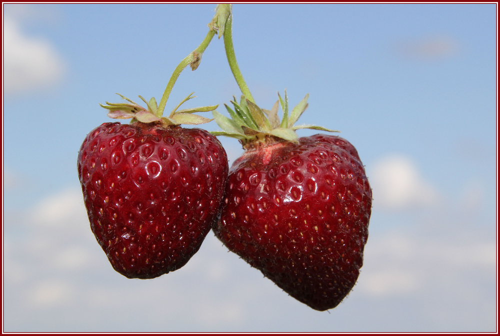 Erdbeeren am Himmel über Nußbaum