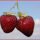 Erdbeeren am Himmel über Nußbaum