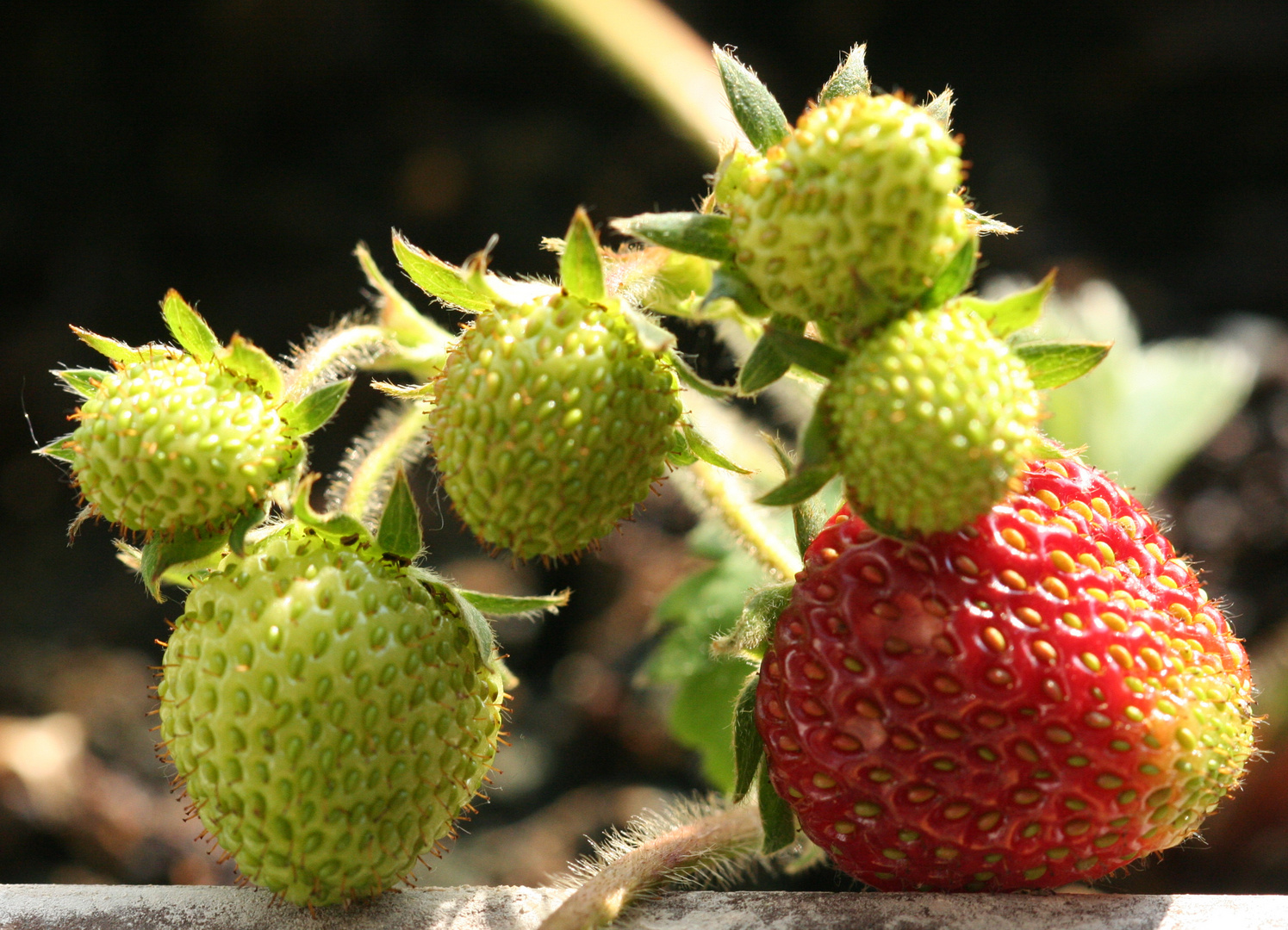 Erdbeeren auf dem Balkon