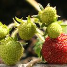 Erdbeeren auf dem Balkon