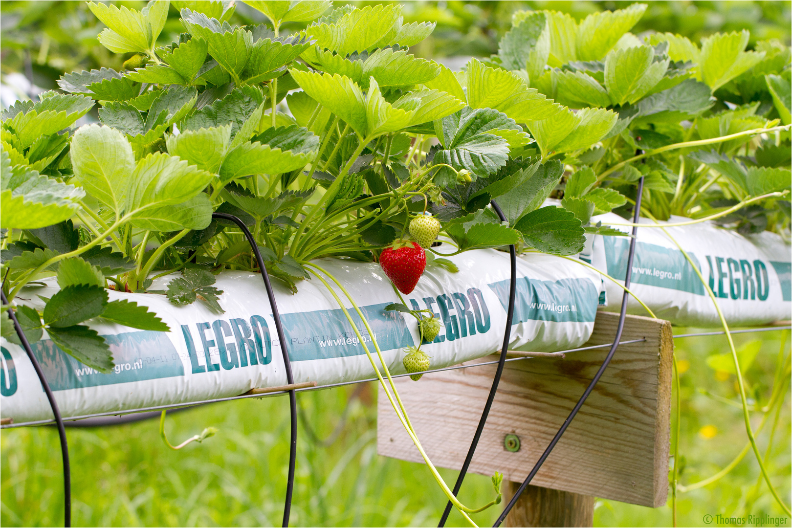 Erdbeeren aus dem Hochbeet......