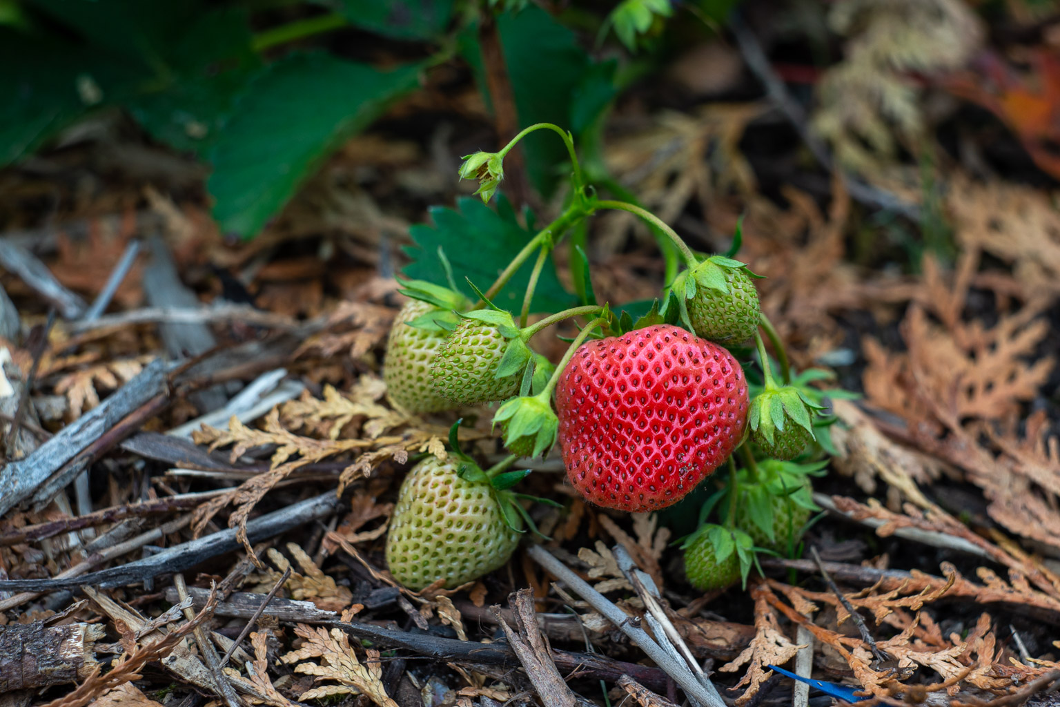 Erdbeeren