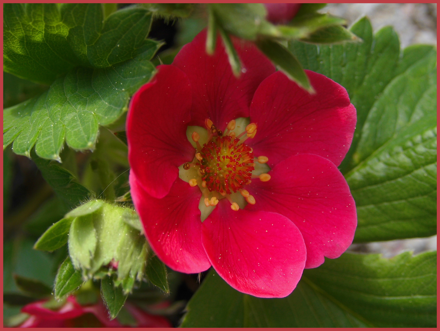 Erdbeeren-Blüte