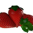 Erdbeeren