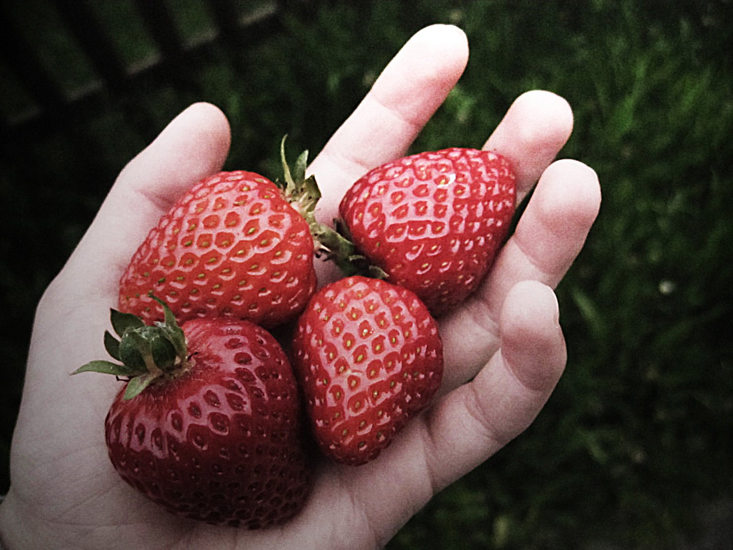 Erdbeeren.