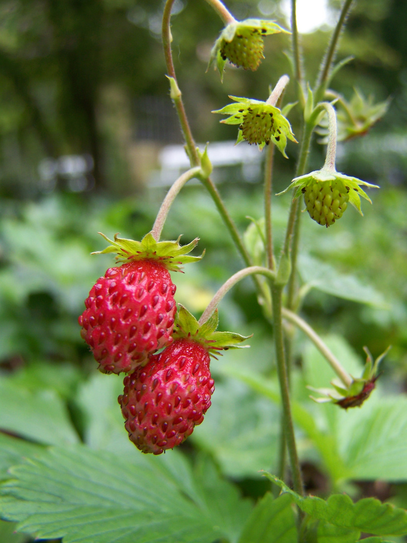 Erdbeeren