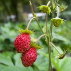 Erdbeeren