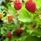 Erdbeeren