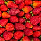 Erdbeeren