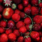 Erdbeeren Ernte