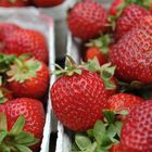 Erdbeeren, Freiburg Münstermarkt