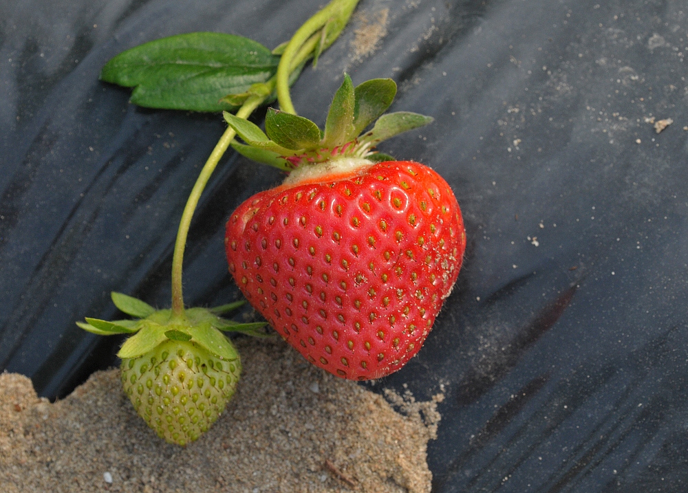 Erdbeeren: Heute fast nur noch auf und unter Folien 01