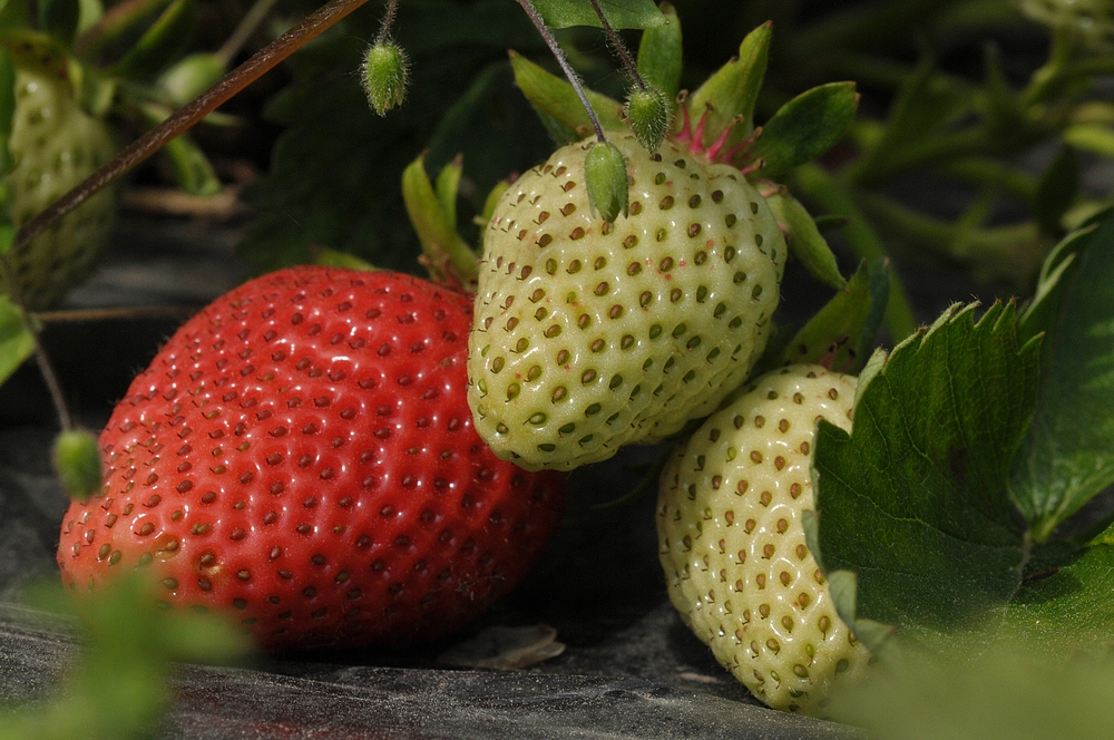 Erdbeeren: Heute fast nur noch auf und unter Folien 02