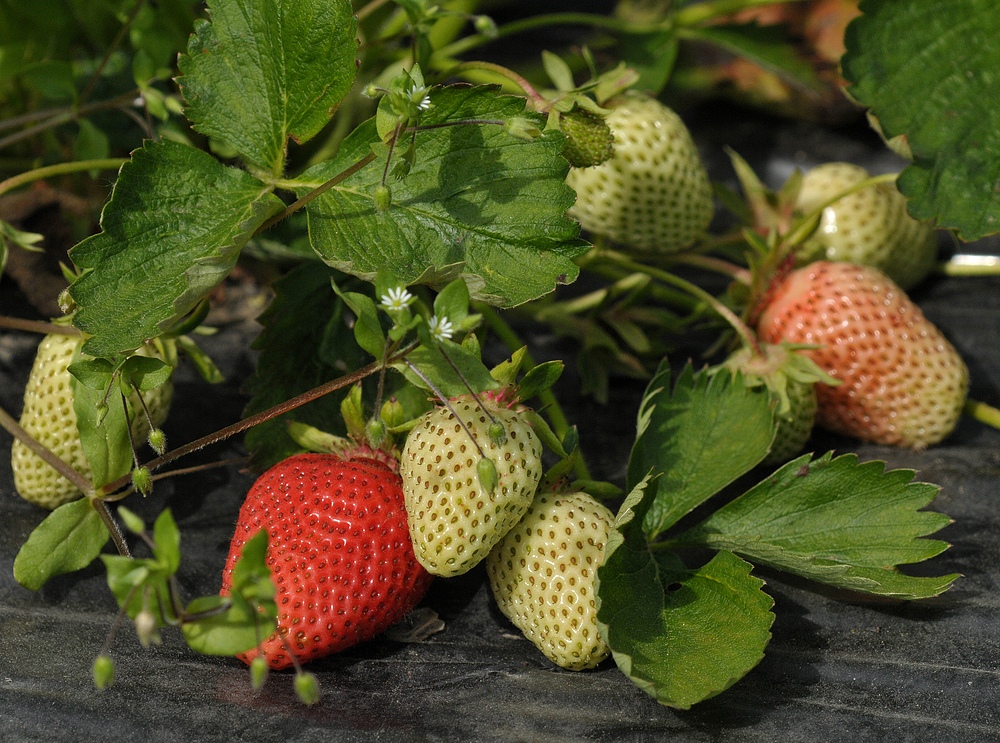 Erdbeeren: Heute fast nur noch auf und unter Folien 03