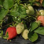 Erdbeeren: Heute fast nur noch auf und unter Folien 03