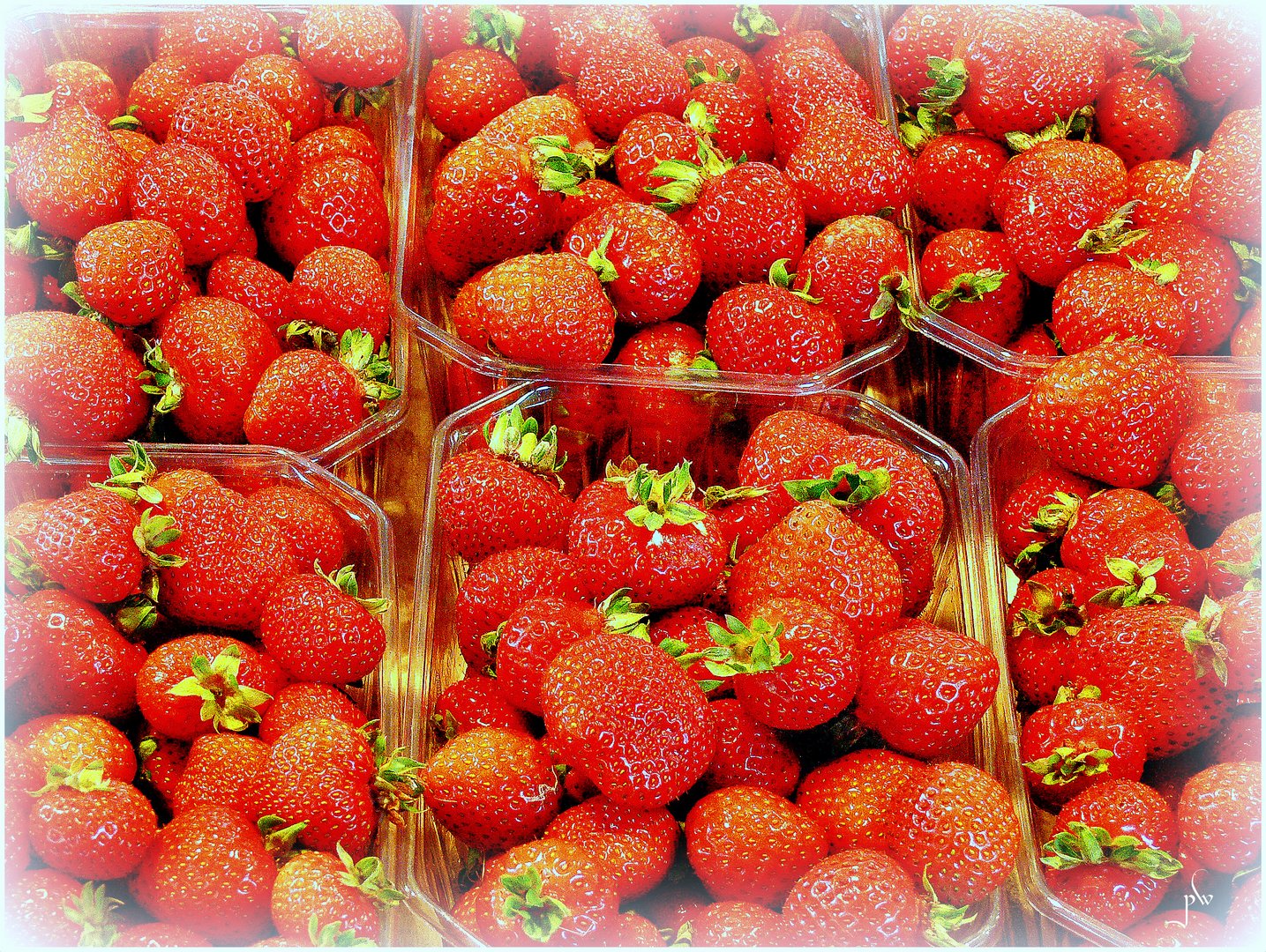 Erdbeeren hoffentlich auch dieses Jahr wieder aus deutschen Landen
