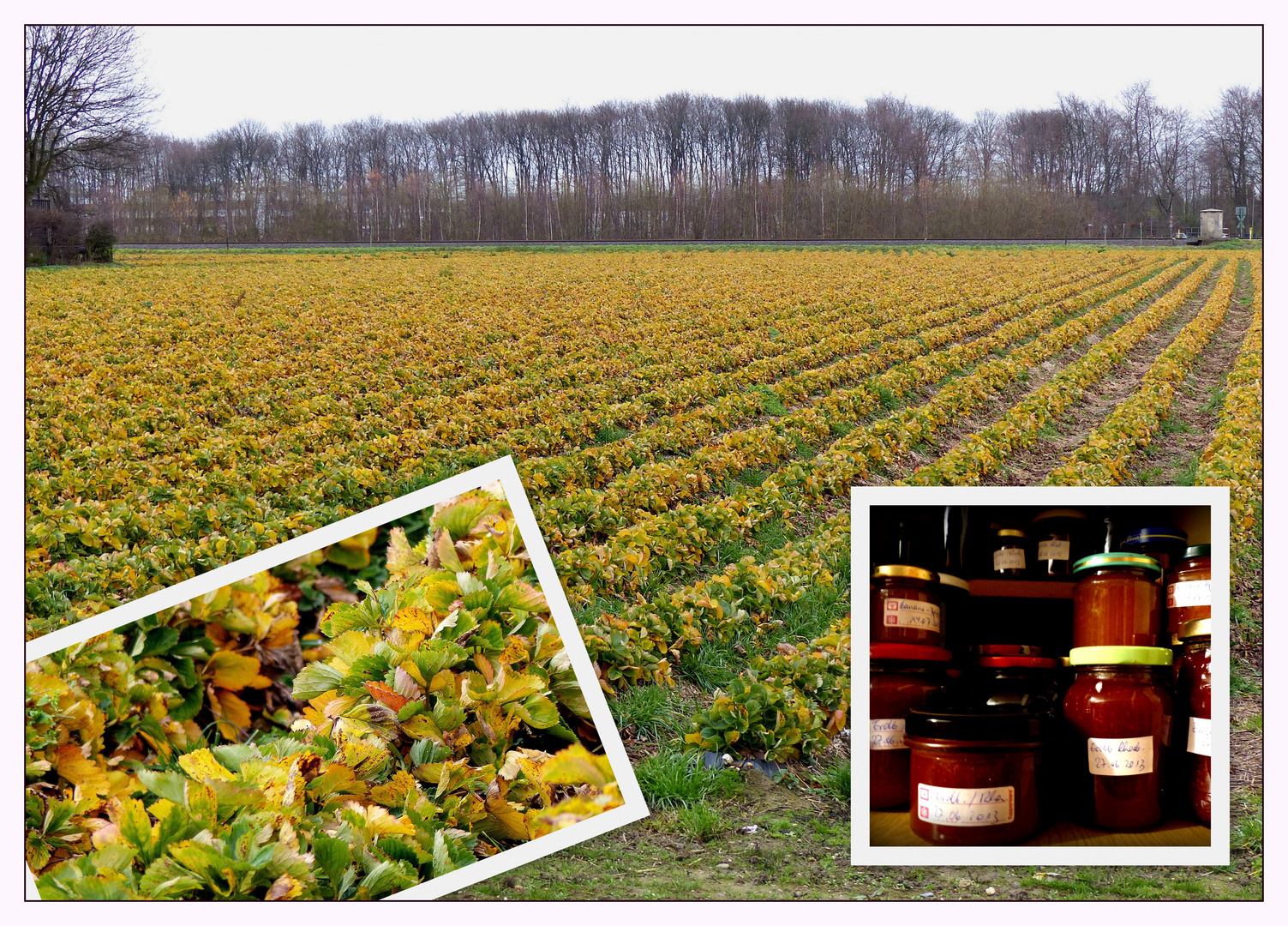 Erdbeeren im Advent