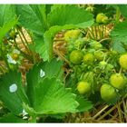 Erdbeeren im Garten