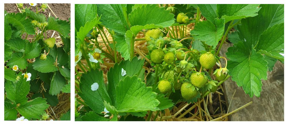 Erdbeeren im Garten