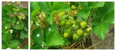 Erdbeeren im Garten