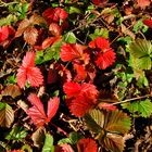 Erdbeeren im Herbst