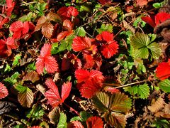 Erdbeeren im Herbst